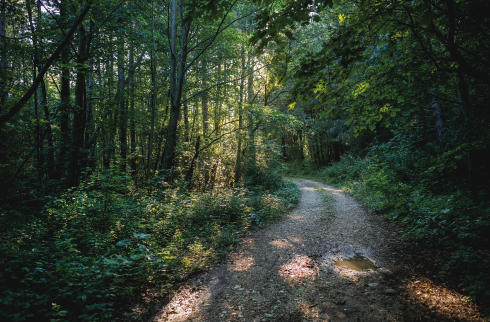 Foto de uma floresta