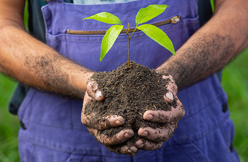 Foto em close de uma muda de planta sendo segurada por uma pessoa.